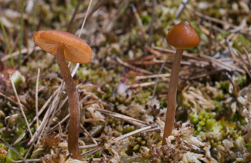 Galerina hybrida